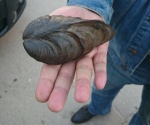 inoceramus