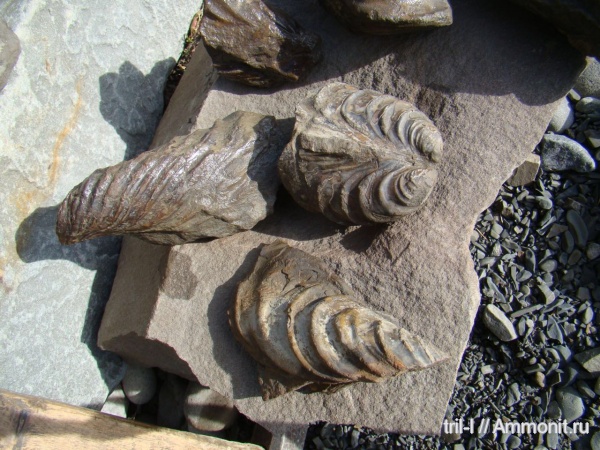 Inoceramus