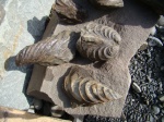 inoceramus