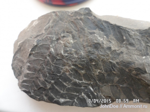 Neuropteris