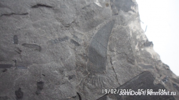 Neuropteris