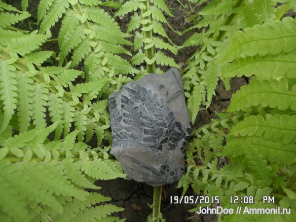 Neuropteris, нейроптерис