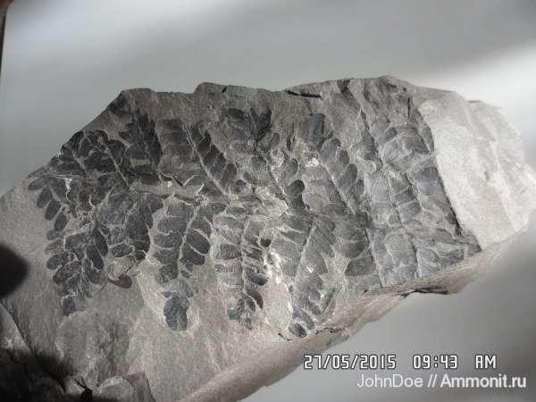 Neuropteris, нейроптерис