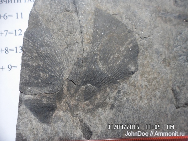 cardiopteris