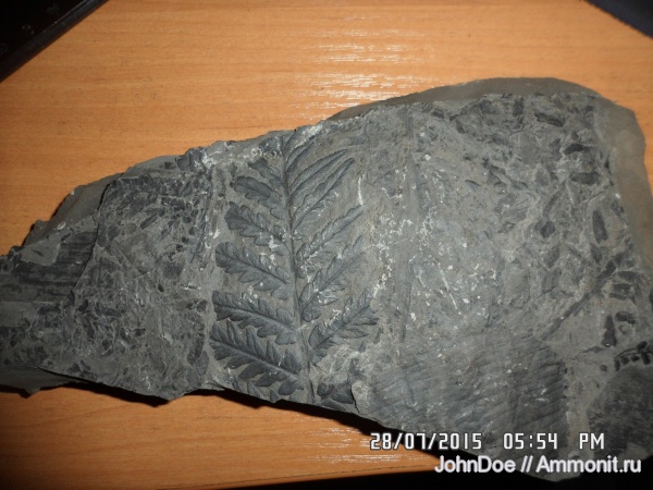 Mariopteris