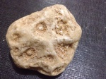 Actinocyathus(Lonsdaleia) sarytschevae