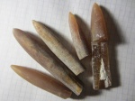 Белемниты