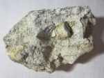 Мшанки