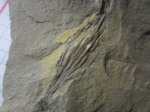 Лист хвоща Phyllotheca australis