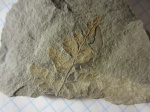 Mariopteris latifolia