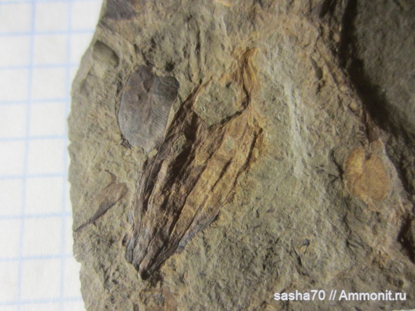 палеозой, Trigonocarpus, carbon, Trigonocarpus sp