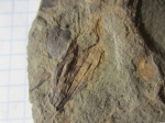 Плод Trigonocarpus sp.