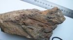 Artissia sp.
