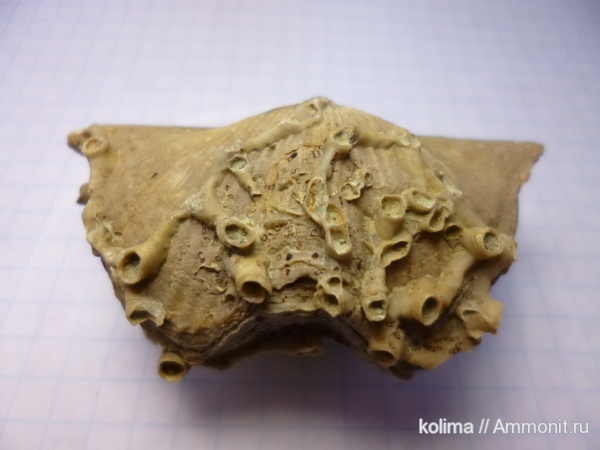 Aulopora, Cyrtospirifer, Spiriferida, обрастание, Epizoans, Epibionts, Epifauna, Sclerobionts, Encrusters