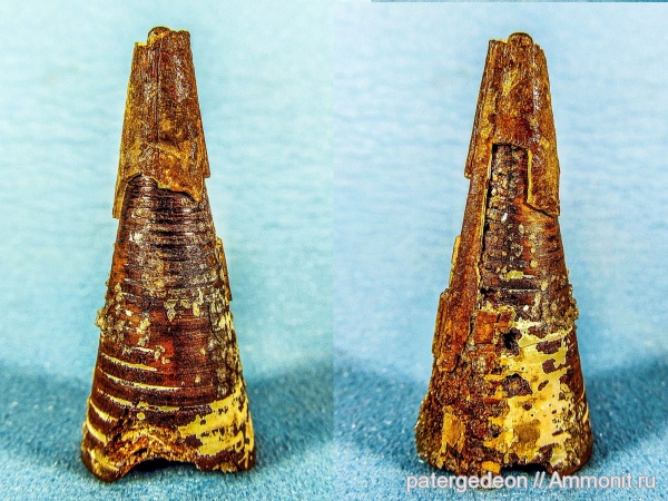 белемниты, келловей, фрагмоконы, Acanthoteuthis, Callovian, Middle Jurassic, belemnites, phragmocones