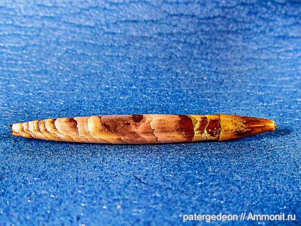 белемниты, Hibolites, келловей, Callovian, Middle Jurassic, belemnites
