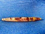 Ростр белемнита Hibolites shimanskyi