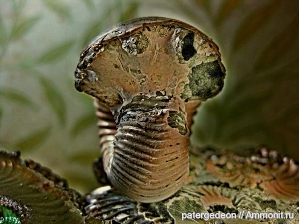 аммониты, келловей, Eboraciceras, Ammonites, Callovian, Middle Jurassic