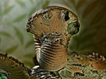 Аммонит Eboraciceras carinatum