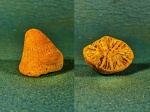 Коралл