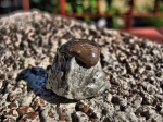 Двустворка Astarte trembiazensis