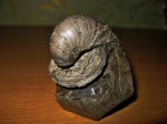 Gryphaea dilatata с верхней крышкой