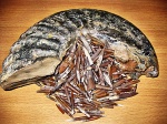Полуоборот Deshayesites sp.