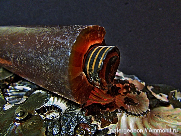 белемниты, оксфорд, Oxfordian, belemnites