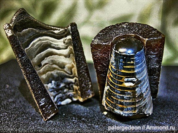 белемниты, фрагмоконы, ростры, belemnites, phragmocones