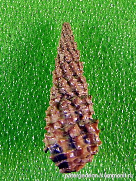 гастроподы, келловей, Cryptaulax, Callovian, Middle Jurassic