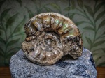 Аммонит Choffatia poculum