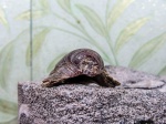 Фрагмент Gryphaea dilatata