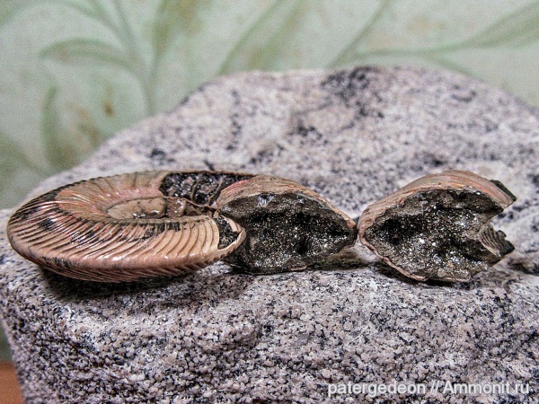 аммониты, келловей, Quenstedtoceras, Ammonites, Callovian, Middle Jurassic