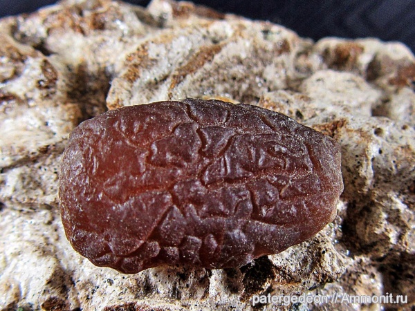 белемниты, ростры, апт, Aptian, belemnites