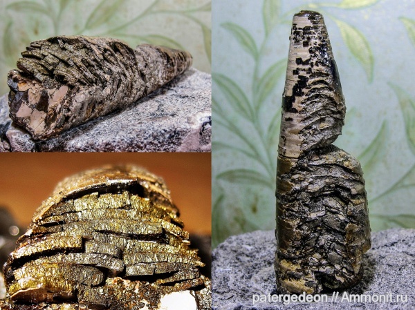 белемниты, келловей, фрагмоконы, Callovian, Middle Jurassic, belemnites, phragmocones