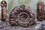 Grossouvria sp. с аммонителлой