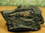 Pinna sp.