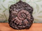 Макроконх Peltoceras с серпулой limax