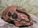 Serpula limax