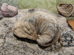 Amphidonta conica