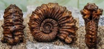 Kosmoceras sp. на определение