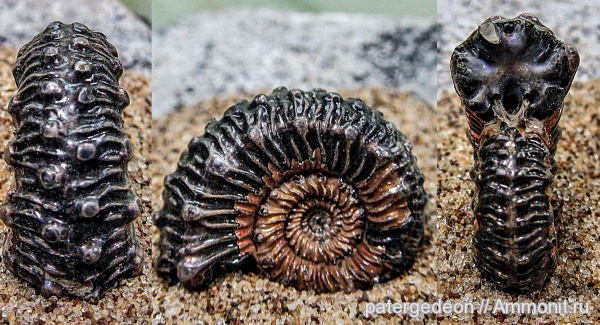 аммониты, Kosmoceras, келловей