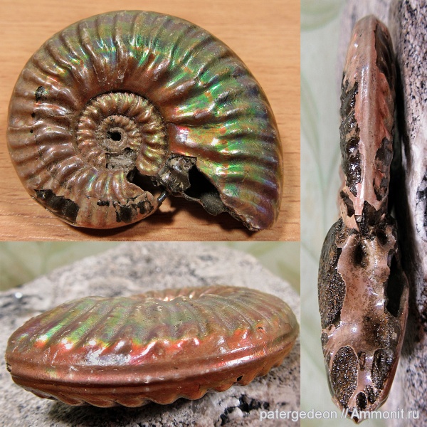 аммониты, юрский период, келловей, Putealiceras, Putealiceras punctatum