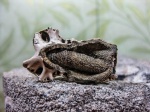 Пиритизированный сифон аммонита  Quenstedtoceras lamberti