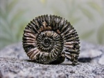 Аммонит Peltoceras arduennense