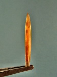 Ростр белемнита Hibolites shimanskyi