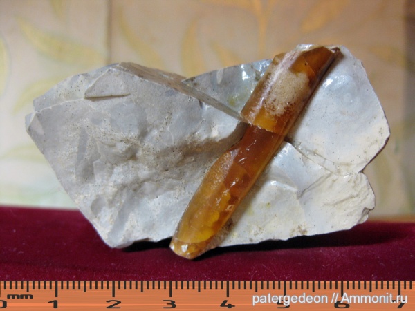 мел, Нижняя Банновка, belemnites