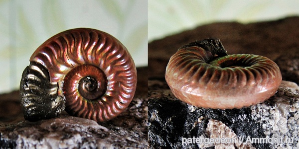 юрский период, келловей, Hecticoceratinae, Ammonites, Putealiceras, Callovian