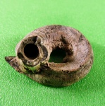 Кольчатый червь Serpula limax