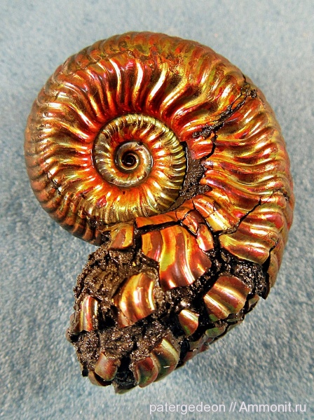 юрский период, келловей, верхний келловей, Vertumniceras, жилая камера, Ammonites, Callovian